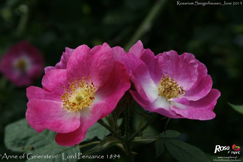 'Anne of Geierstein' rose photo