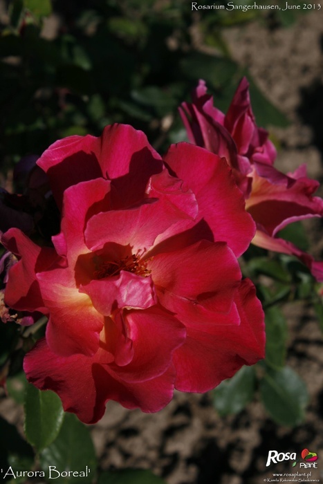 'Aurora Boreal' rose photo