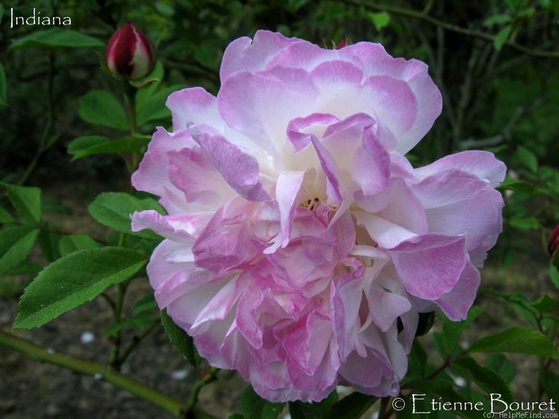 'Indiana Semper' rose photo