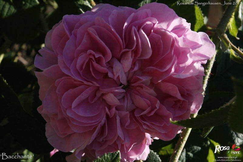 'Bacchante' rose photo
