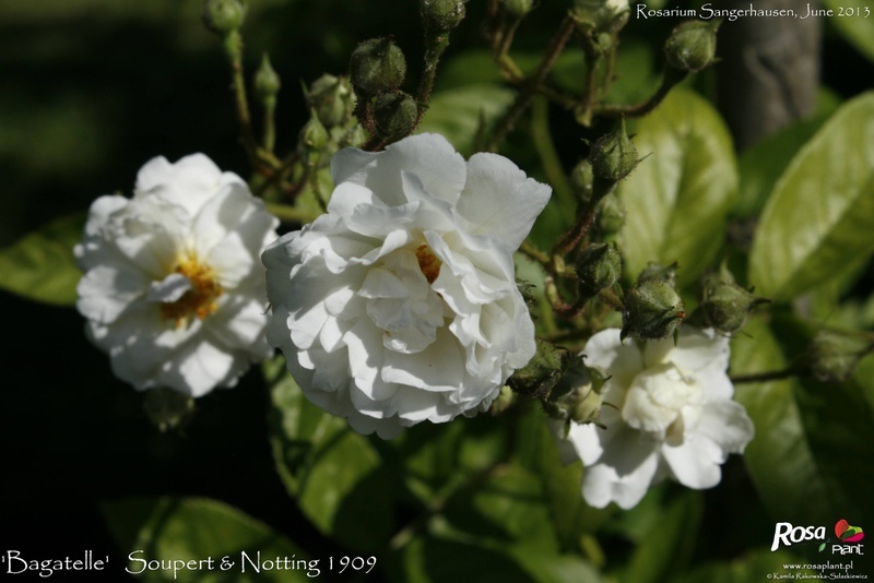'Bagatelle (hybrid multiflora, Soupert & Notting, 1908)' rose photo