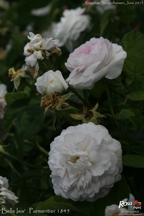 'Belle Isis (gallica, Parmentier, by 1845)' rose photo