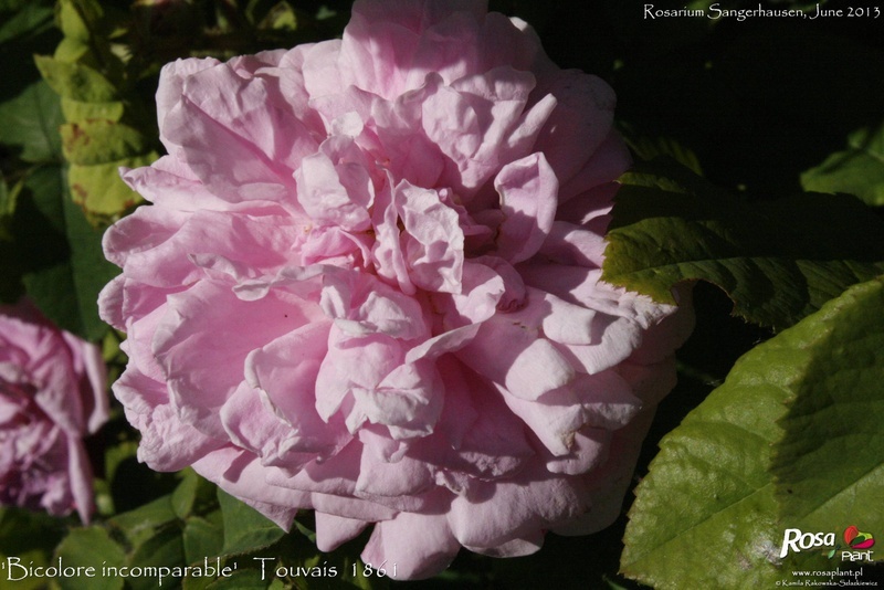 'Bicolore incomparable (hybrid perpetual, Touvais 1861)' rose photo