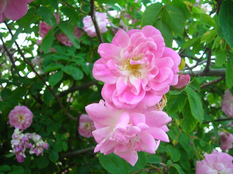 'R. manettii' rose photo