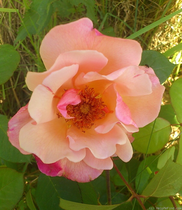 'Meg (Climbing Hybrid Tea, Gosset, 1954)' rose photo
