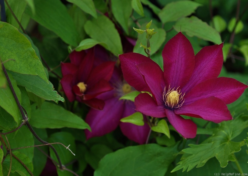 'Amethyst Beauty (Evison, 1996/2010)' clematis photo