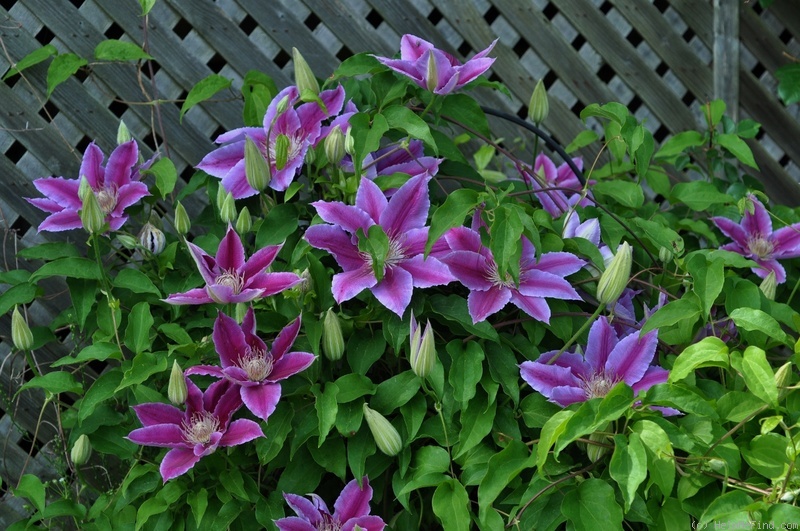 'Dr. Ruppel' clematis photo