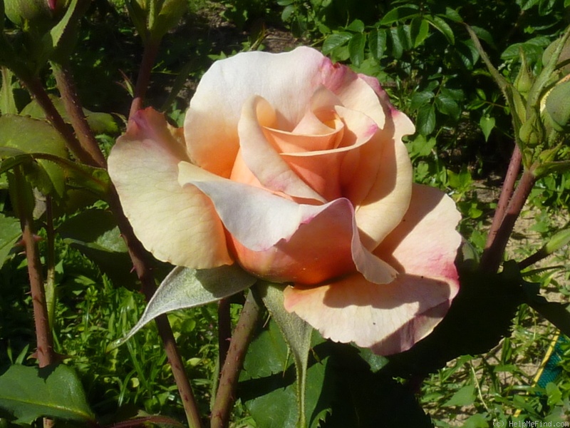 'Caramella ™ (shrub, Kordes before 2000)' rose photo