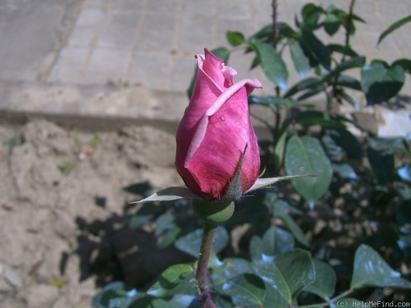 'Alger' rose photo