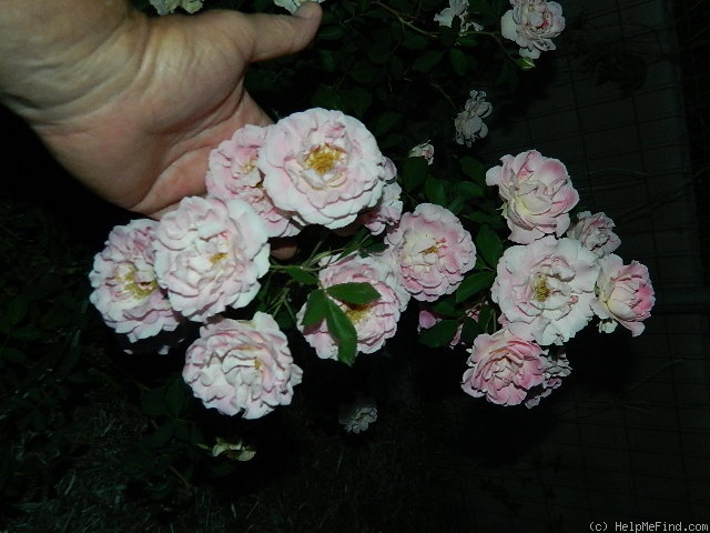 'Porcelain Rose' rose photo