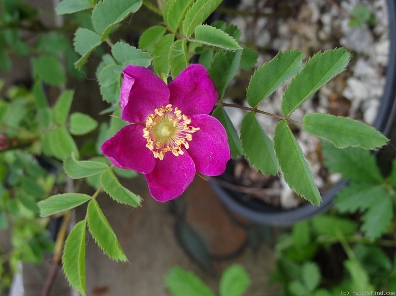 'R. pendulina' rose photo