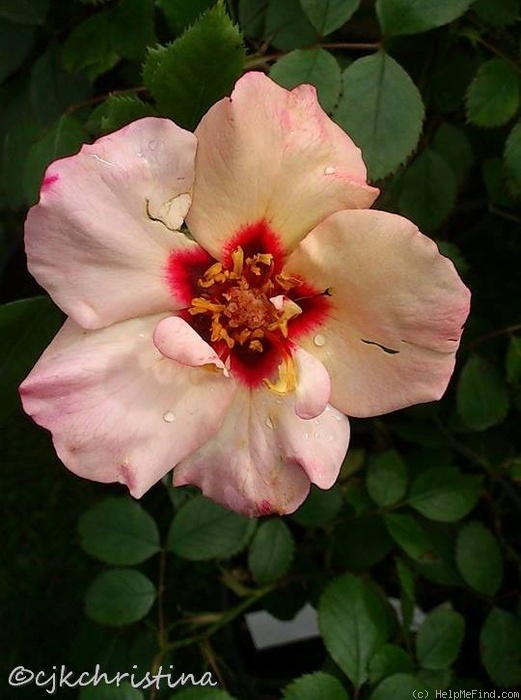 'Persian Butterfly' rose photo