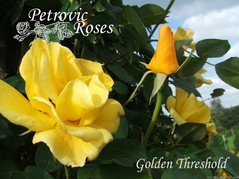 'Golden Threshold ™' rose photo