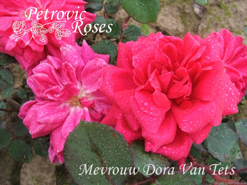 'Mevrouw Dora Van Tets' rose photo