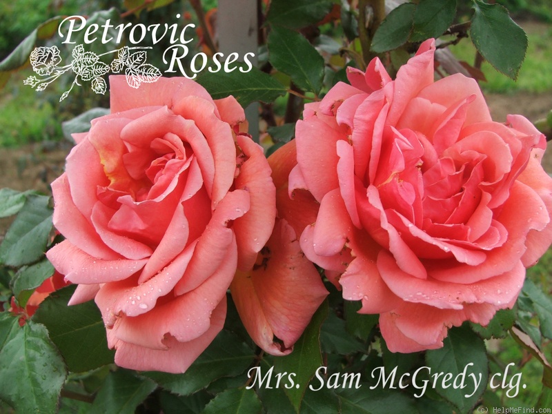 'Mrs. Sam McGredy, Cl.' rose photo