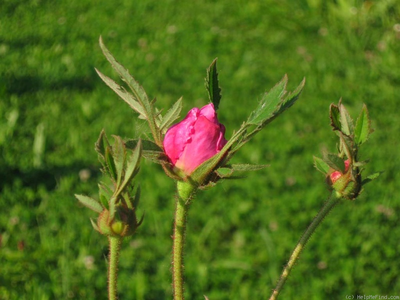 'Centifolia Foliacea' rose photo