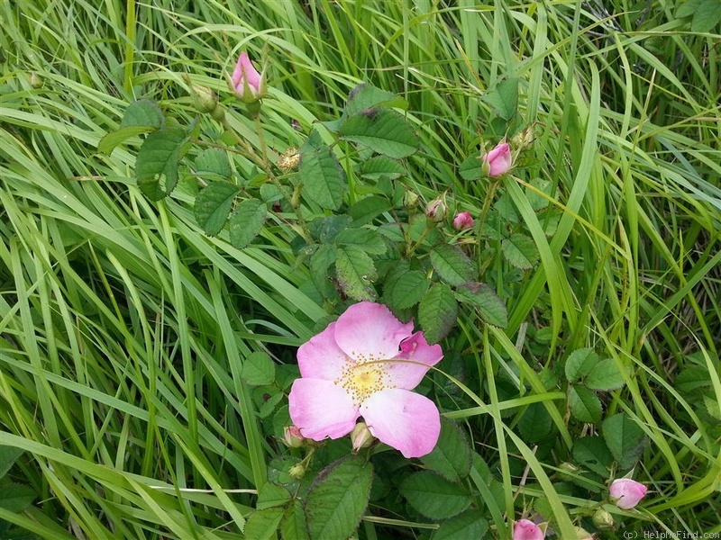 'R. gallica' rose photo