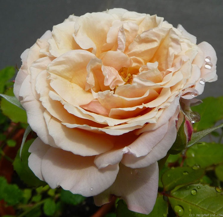 'Glanzlicht' rose photo