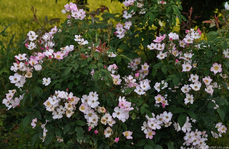 'Lyda Rose' rose, click to enlarge 'Lyda Rose' rose photo