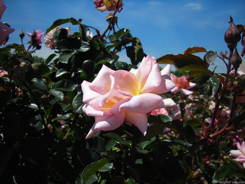 'Compassion ® (Large-Flowered Climber Harkness, 1972)' rose photo