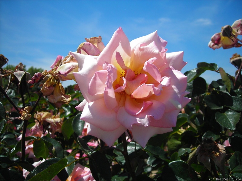 'Compassion ® (Large-Flowered Climber Harkness, 1972)' rose photo