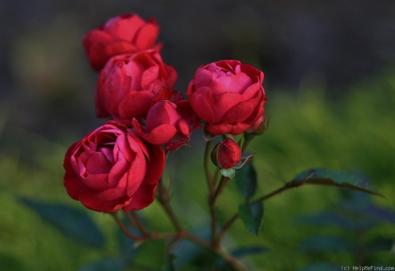 'Morsdag' rose photo