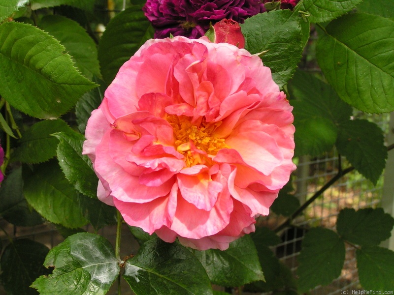 'Aloha (cl. hybrid tea, Boerner before 1949)' rose photo