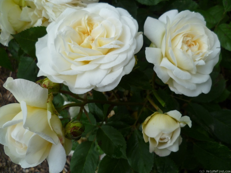 'Weisse Gruss an Aachen' rose photo