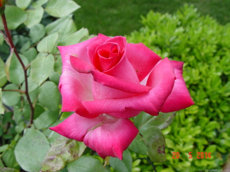 'Signature ®' rose photo