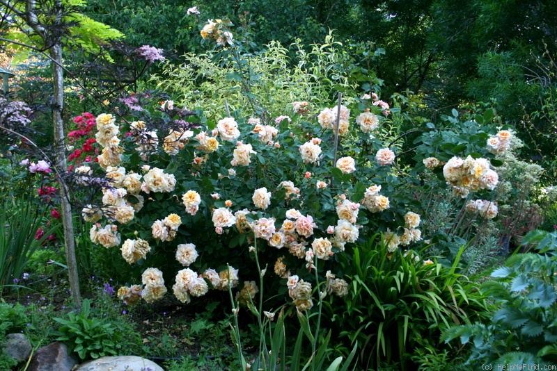 'Caramel Fairy Tale' rose photo