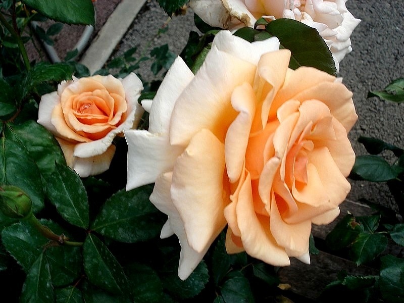 'Clodagh McGredy' rose photo