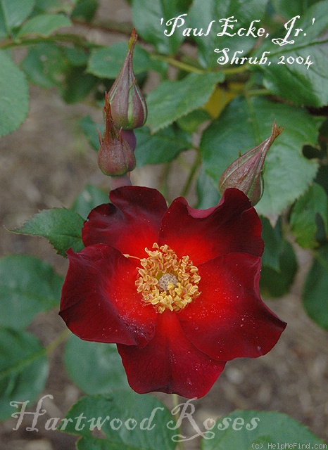 'Paul Ecke, Jr. ™' rose photo