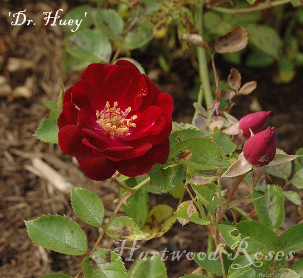 'Dr. Huey' rose photo