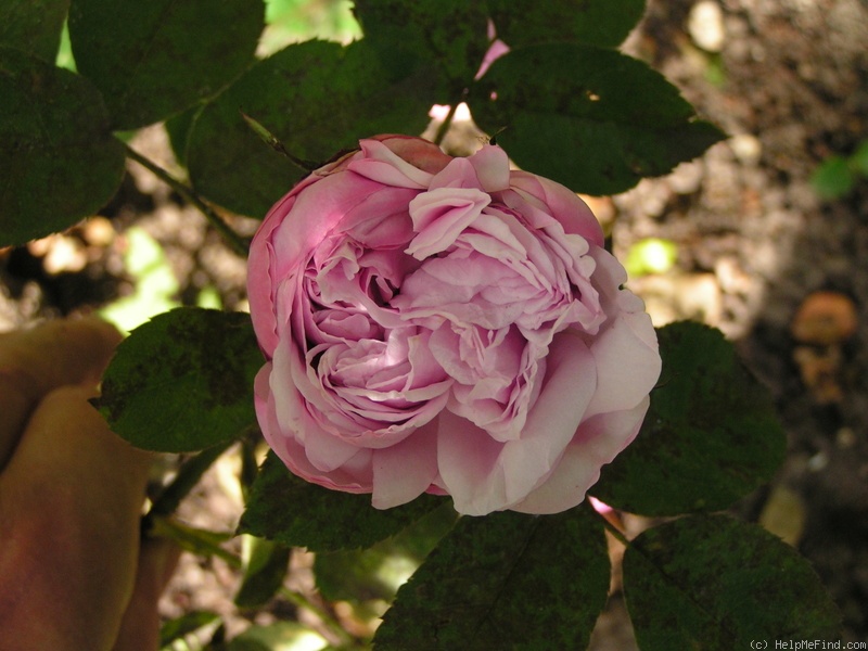 'Antonie Schürz' rose photo