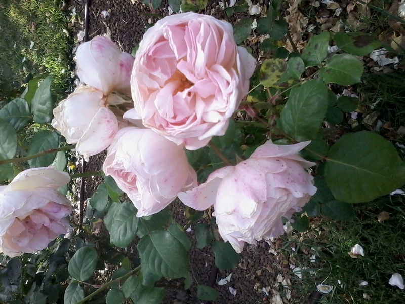 'MEIdysouk' rose photo