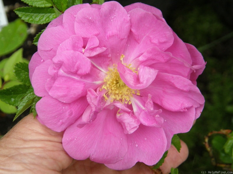 'Bella Nitida' rose photo
