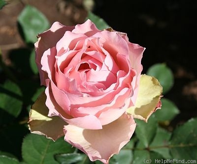 'Morpheus (grandiflora, Millington, 2010)' rose photo
