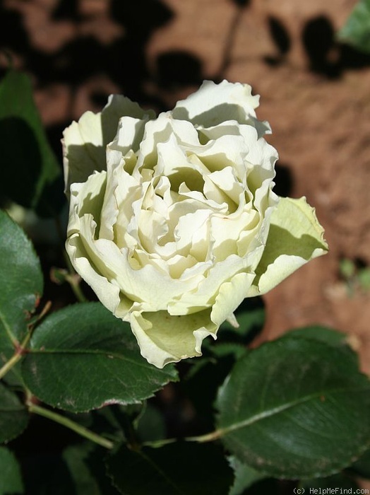 'Morpheus (grandiflora, Millington, 2010)' rose photo