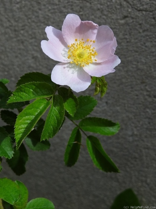 '<i>Rosa zalana</i> Wiesb.' rose photo