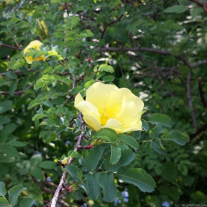 'Hugonis' rose photo