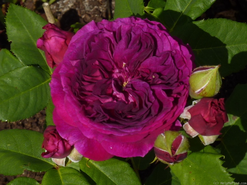 'Purple Eden ®' rose photo