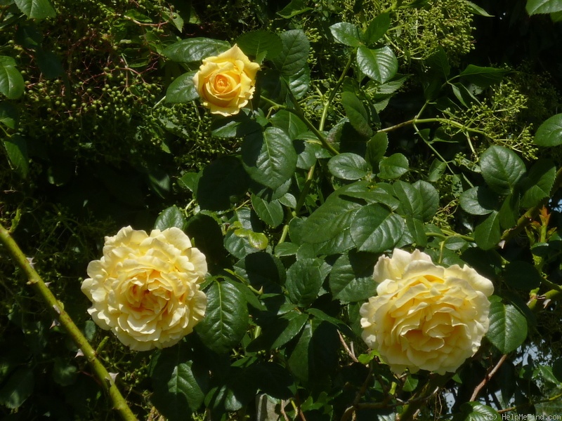 'Cyrano de Bergerac®' rose photo