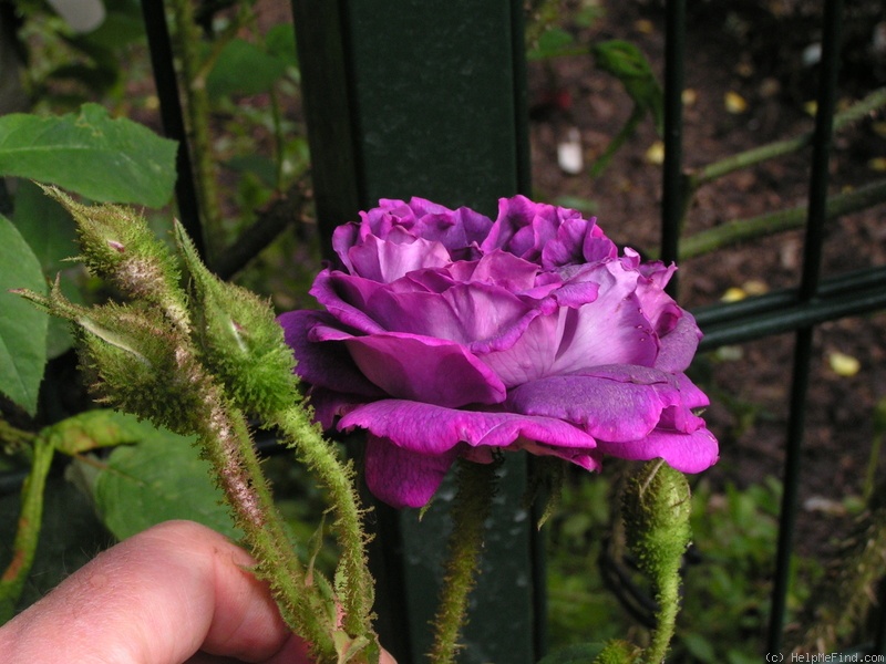 'William Lobb (Moss, Laffay 1855)' rose photo