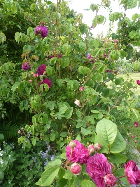 'Gloire des Jardins' rose photo