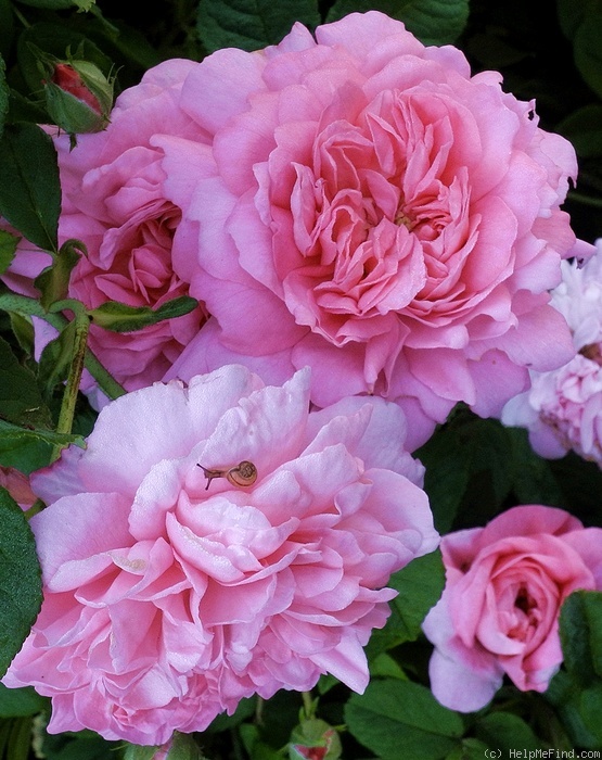 'Ispahan (damask, Unknown, before 1827)' rose photo
