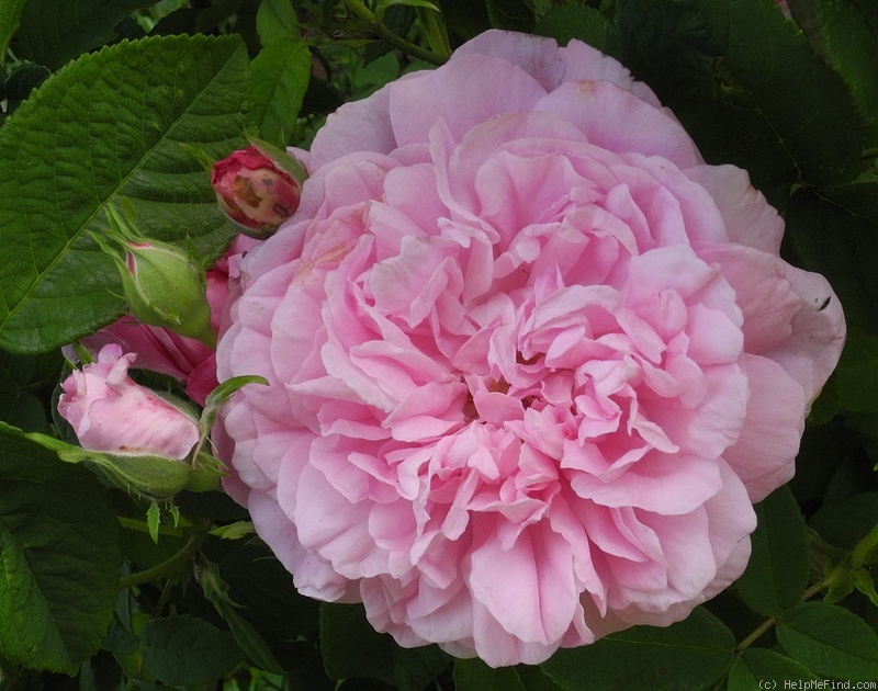 'Ispahan (damask, Unknown, before 1827)' rose photo