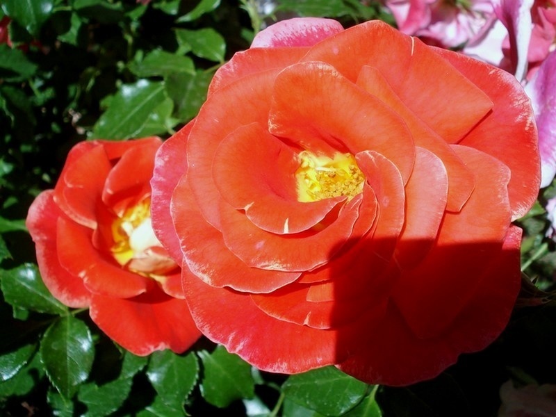 'Airbrush ®' rose photo