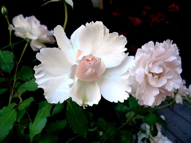 'Plume d'Ange ®' rose photo