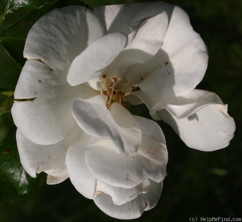 'Achtiyar' rose photo