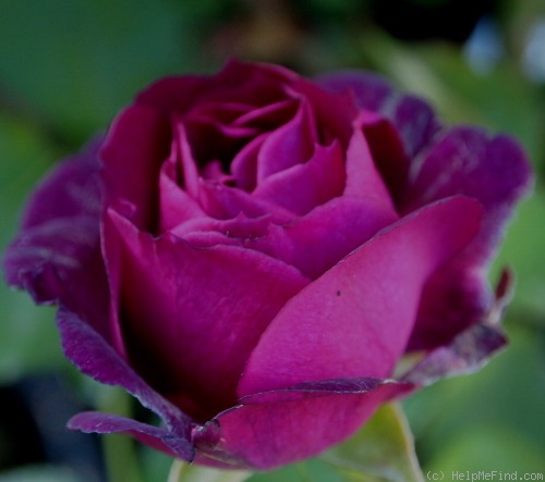 'Midnight Blue ™' rose photo